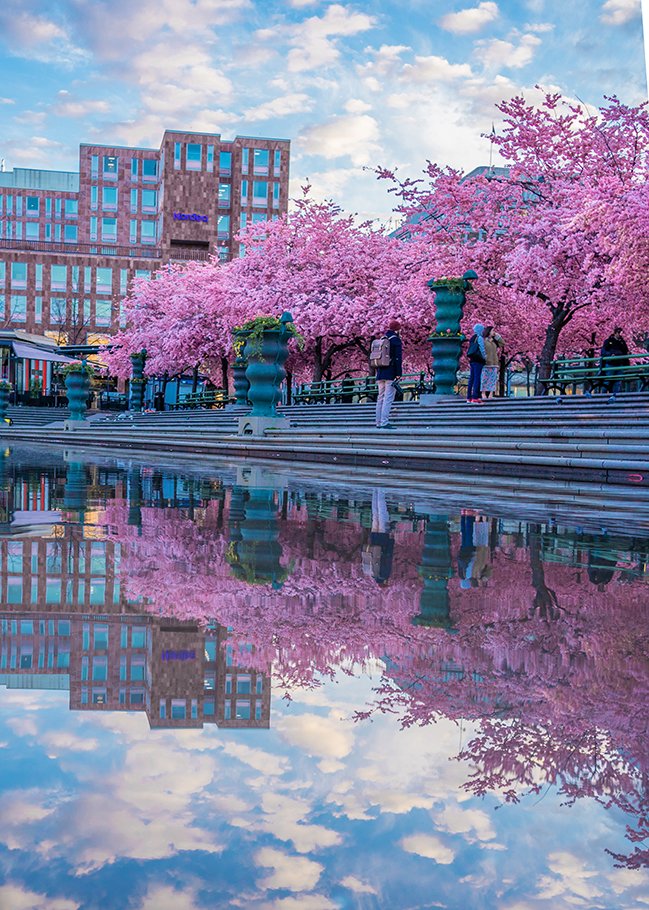 Cherry Blossom in Djurgården