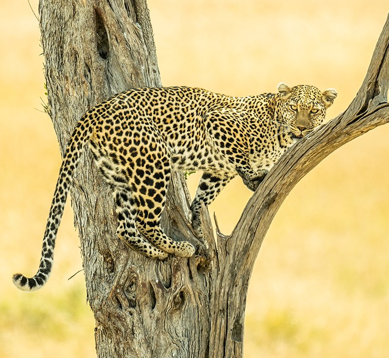 Wildlife