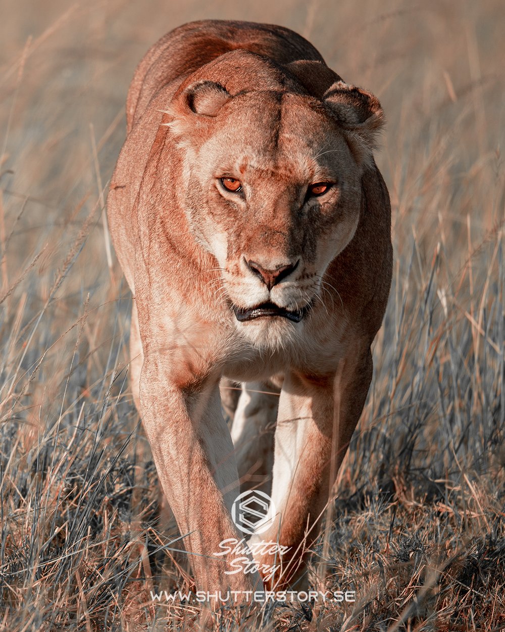 Big cats of the Masai Mara, Kenya