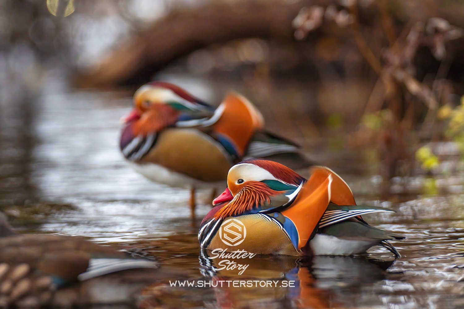 Mandarin duck in Stockholm