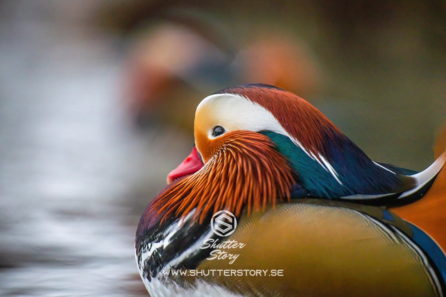 Mandarin duck in Stockholm