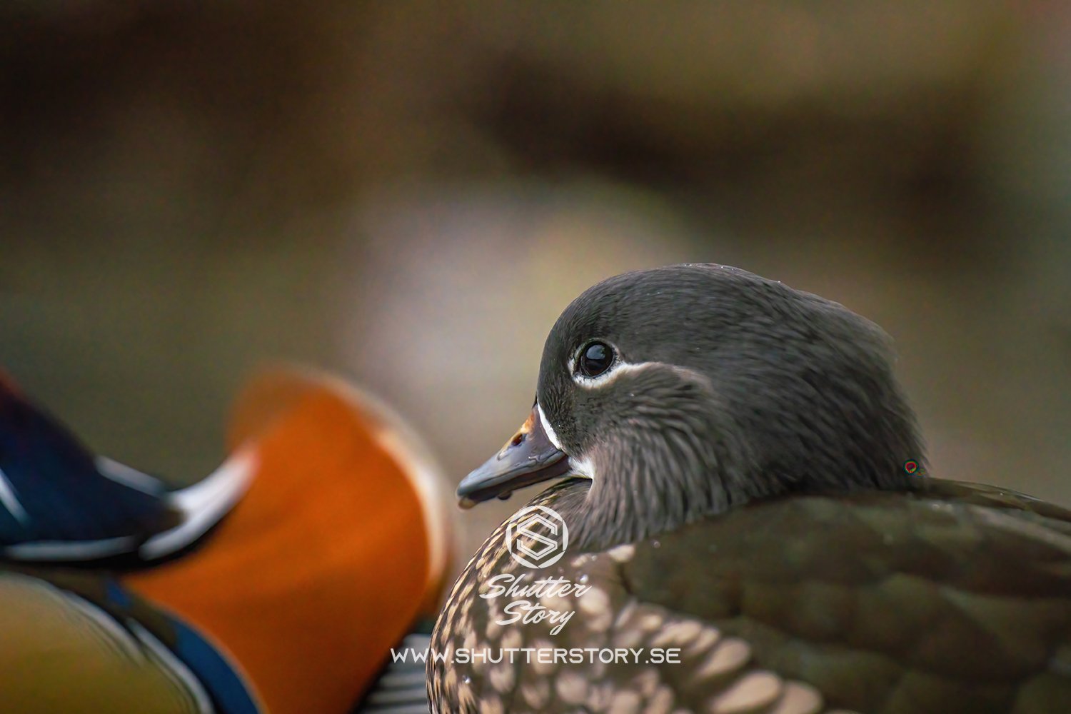 Mandarin duck in Stockholm