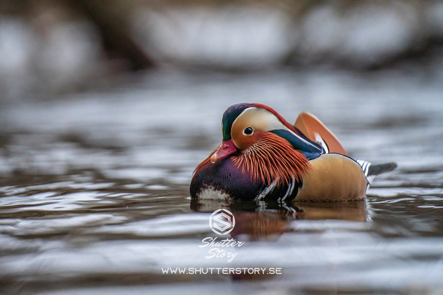 Mandarin duck in Stockholm