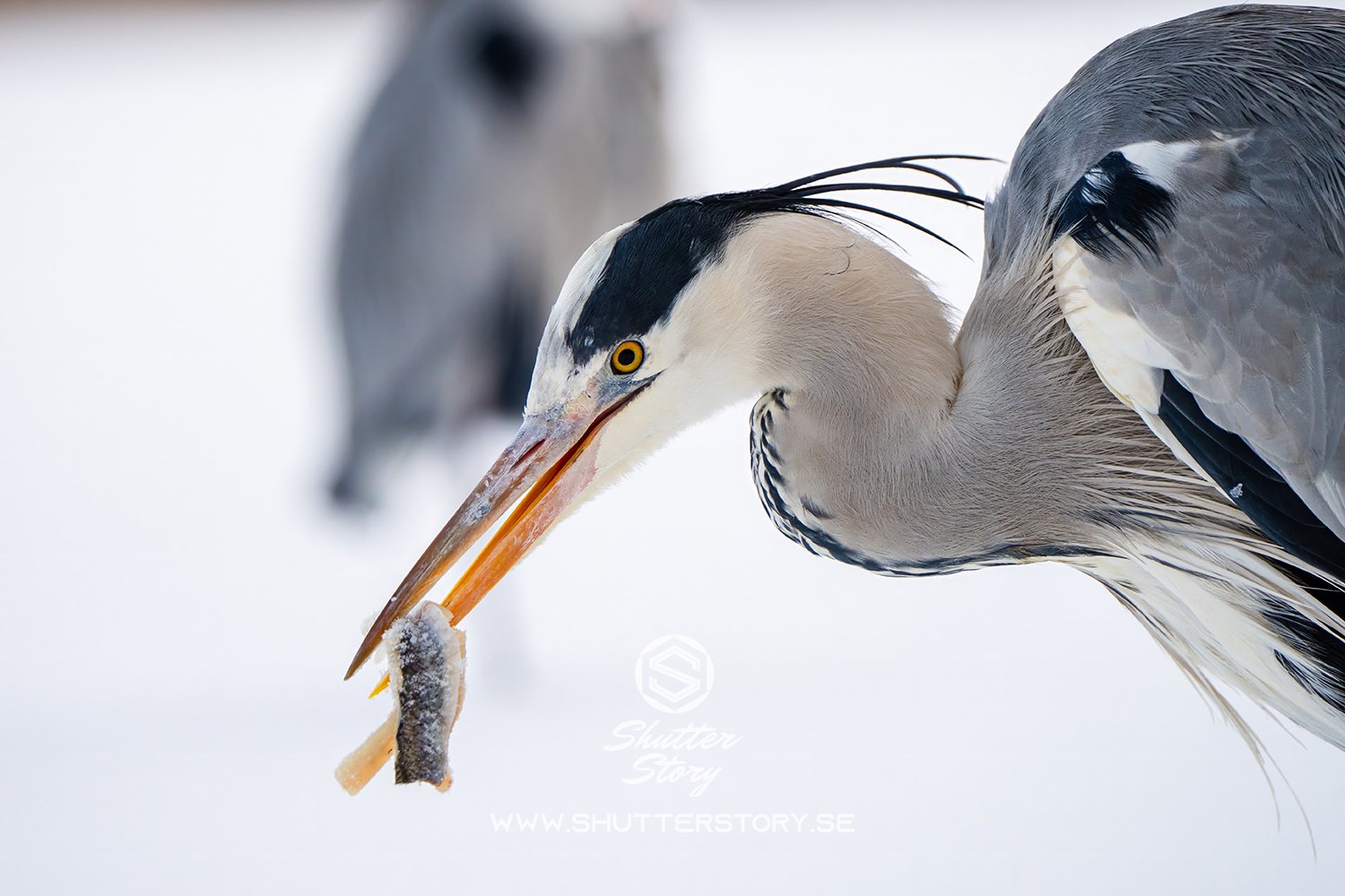 Grey heron in Stockholm