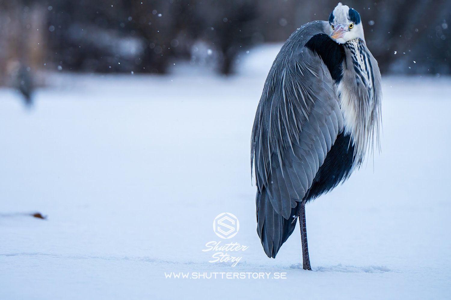 Grey heron in Stockholm