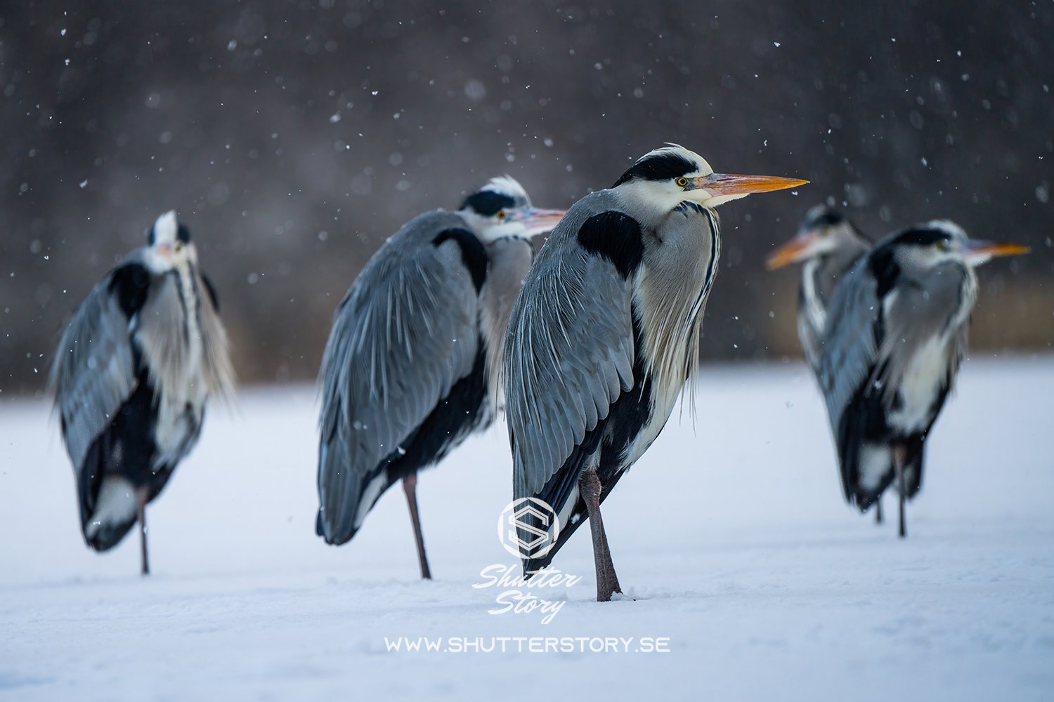 Grey heron in Stockholm