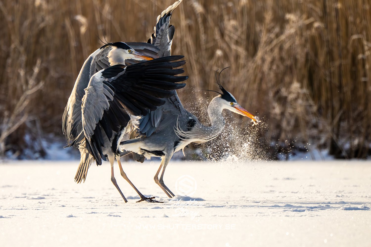Grey heron in Stockholm
