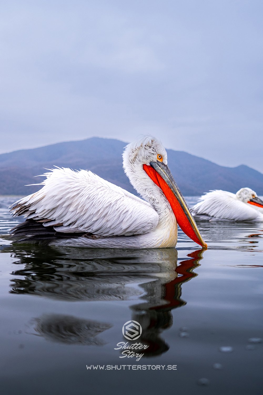 Dalmatian pelicans at Lake Kerkini, Greece