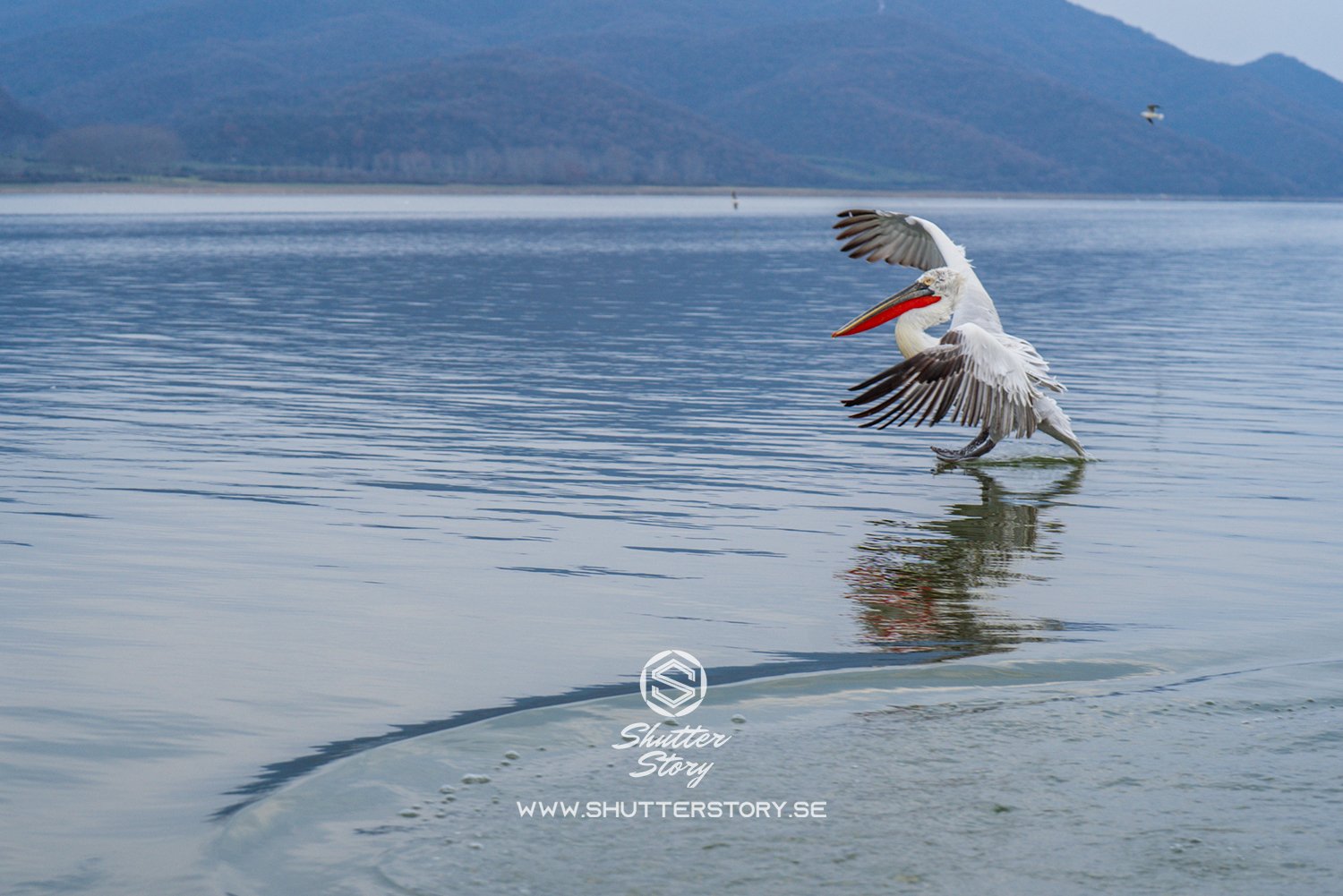 Dalmatian pelicans at Lake Kerkini, Greece