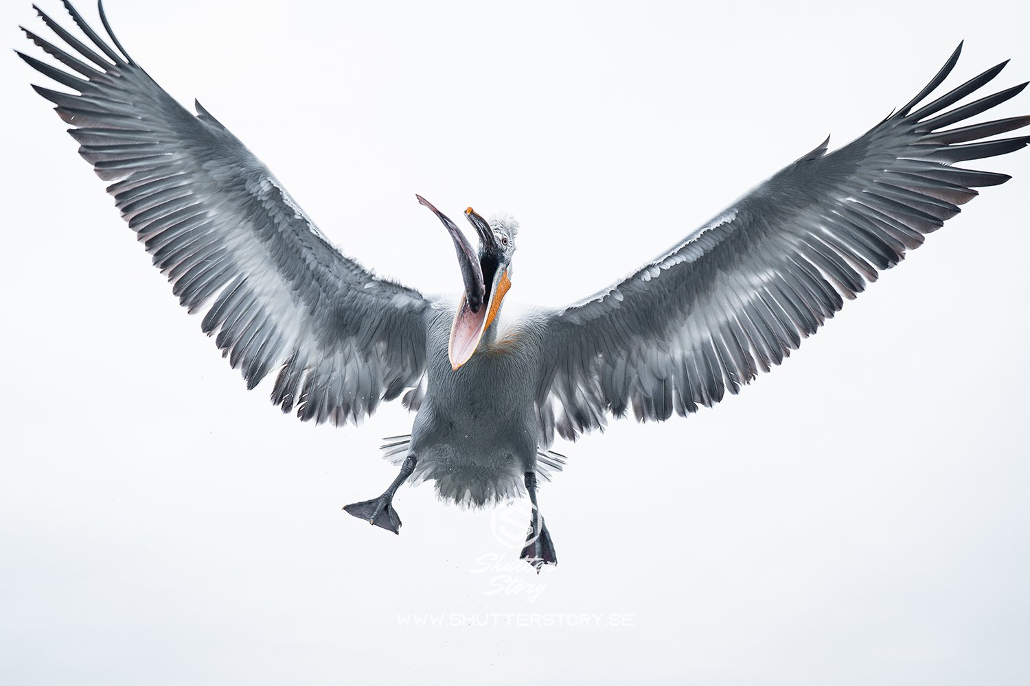 Dalmatian pelicans at Lake Kerkini, Greece