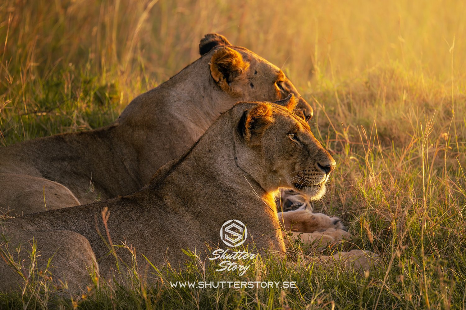 Big cats of the Masai Mara, Kenya