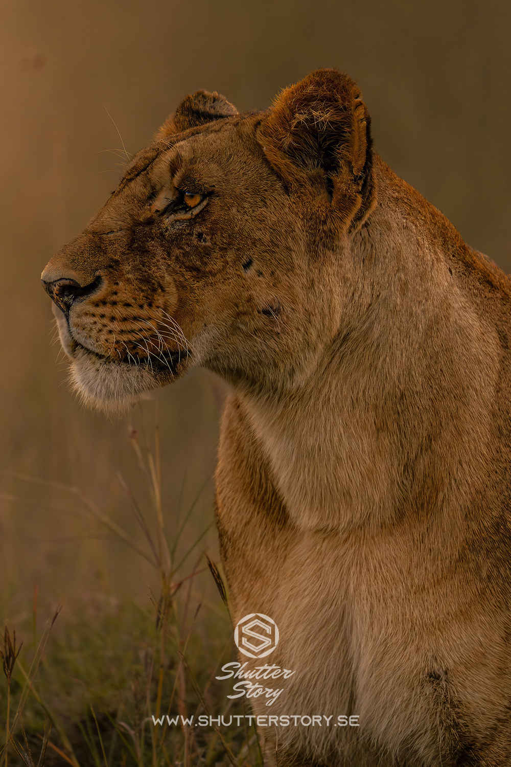 Big Cats from Masai Mara- Kenya