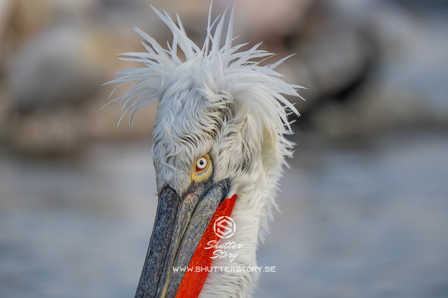 Dalmatian pelicans at Lake Kerkini, Greece