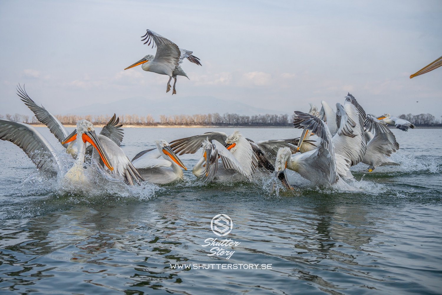 Dalmatian pelicans at Lake Kerkini, Greece