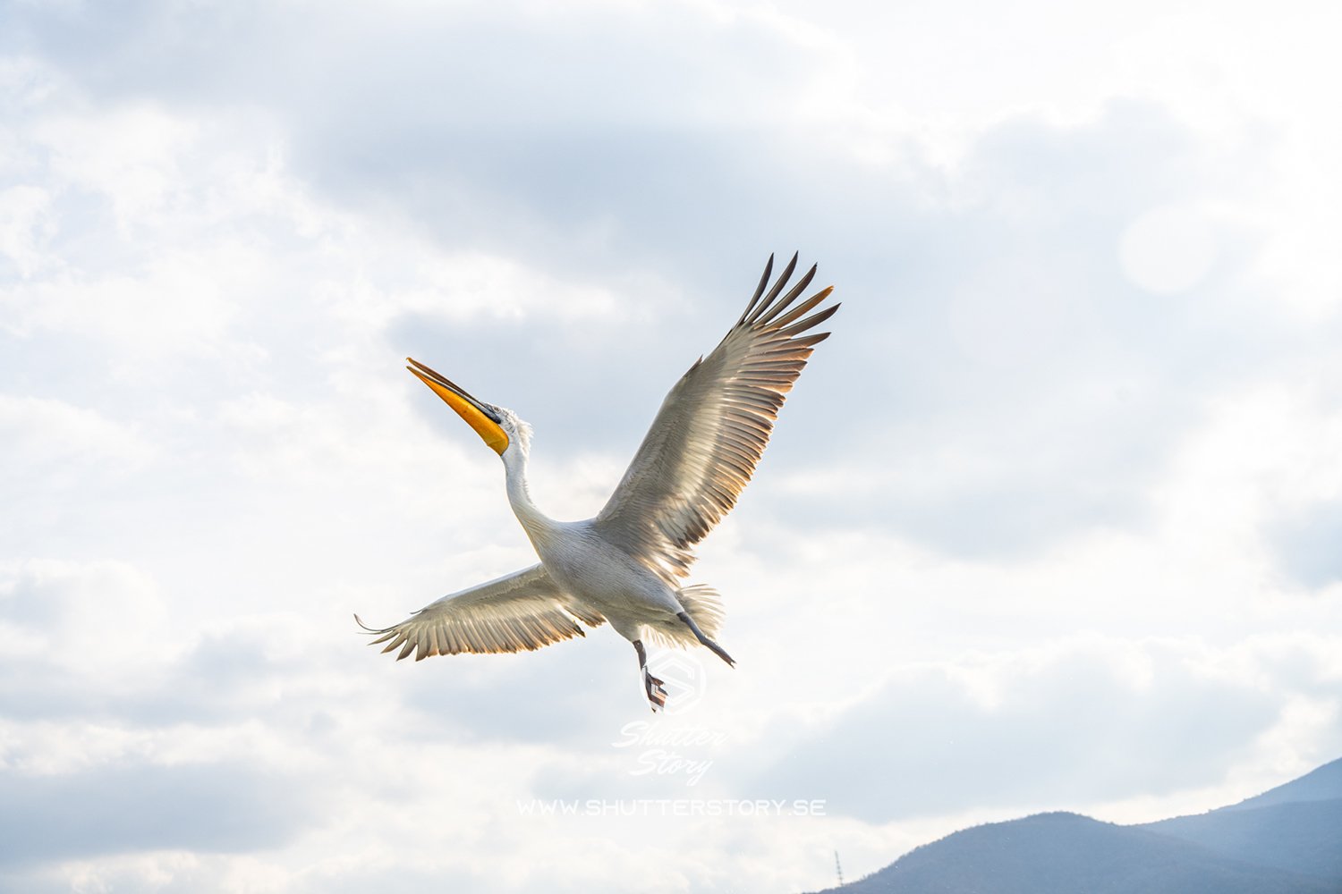 Dalmatian pelicans at Lake Kerkini, Greece
