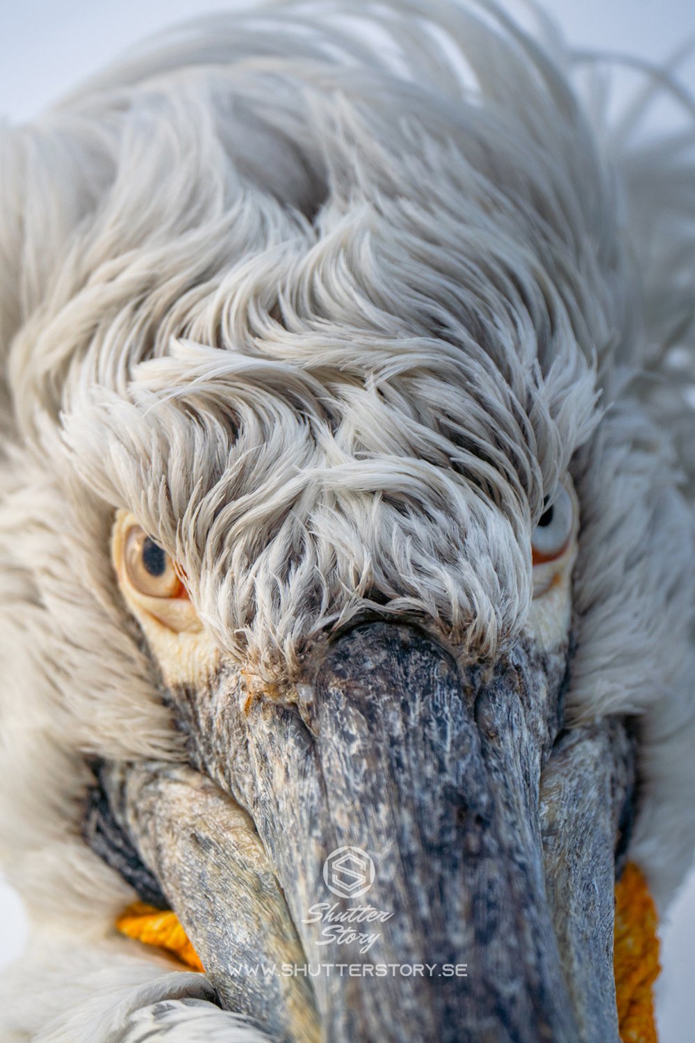 Dalmatian pelicans at Lake Kerkini, Greece