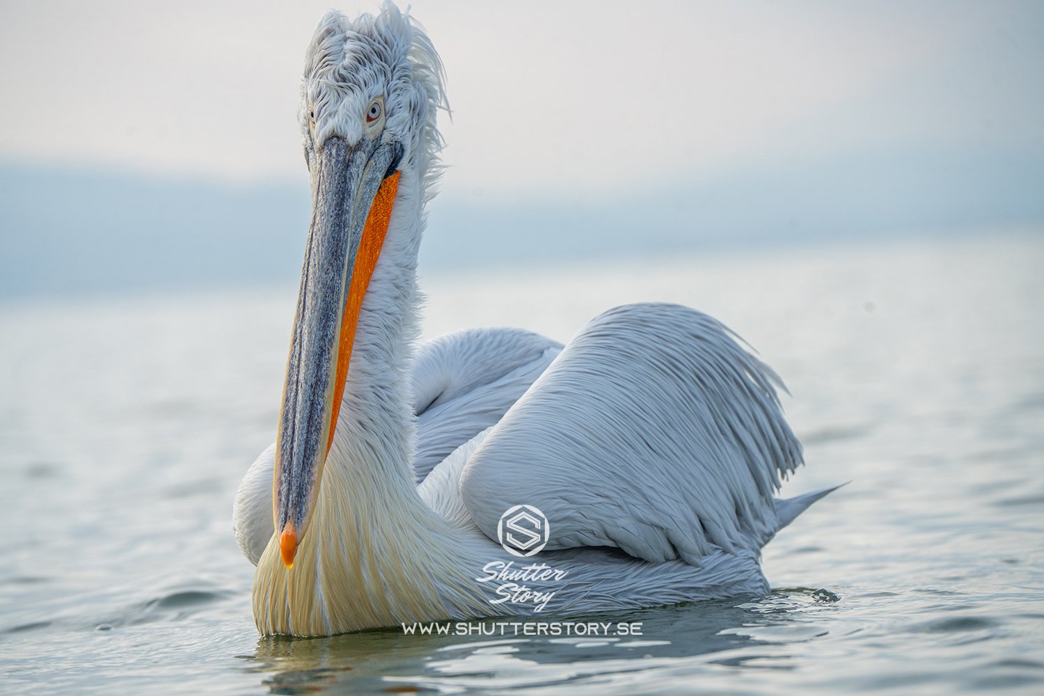 Dalmatian pelicans at Lake Kerkini, Greece