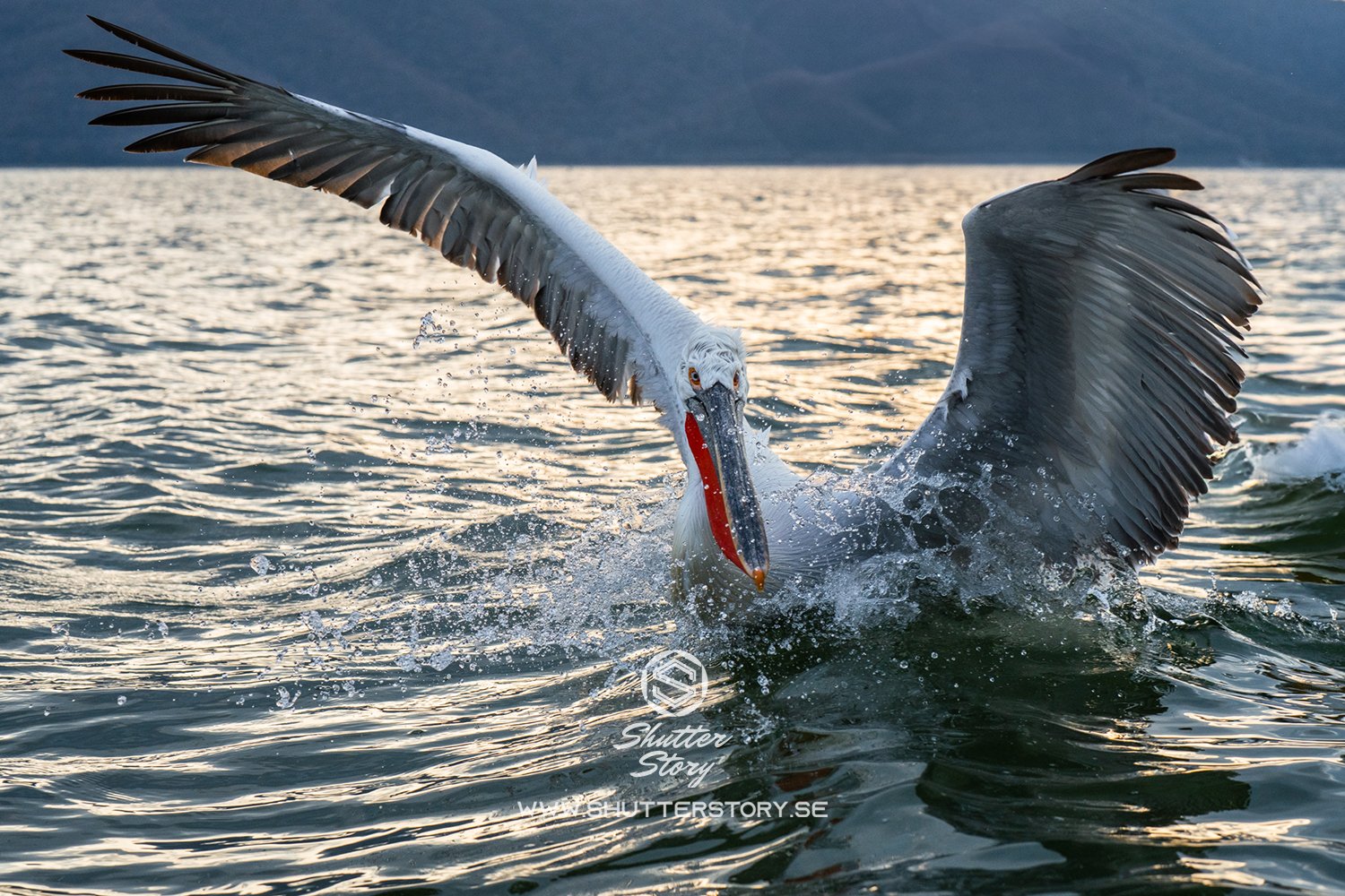 Dalmatian pelicans at Lake Kerkini, Greece