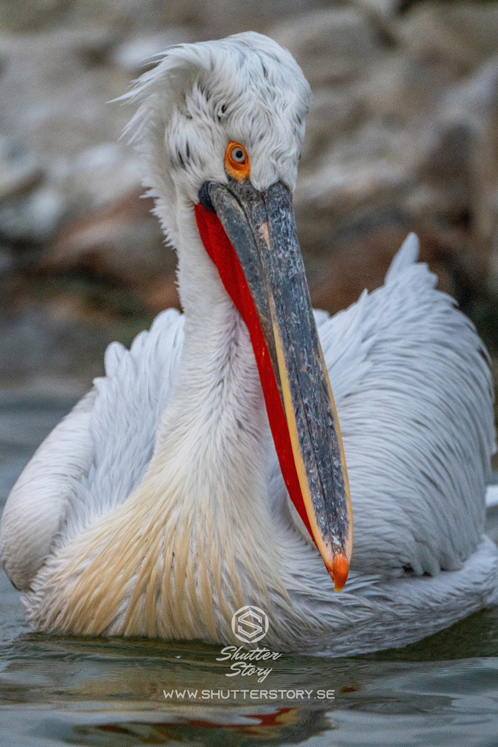 Dalmatian pelicans at Lake Kerkini, Greece