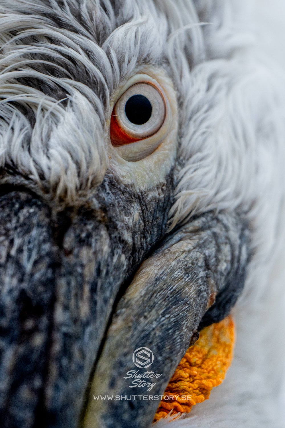 Dalmatian pelicans at Lake Kerkini, Greece