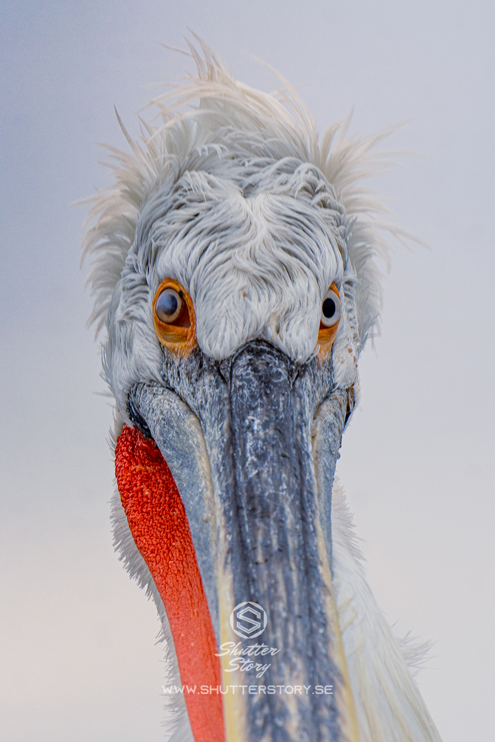 Dalmatian Pelicans of Lake Kerkini