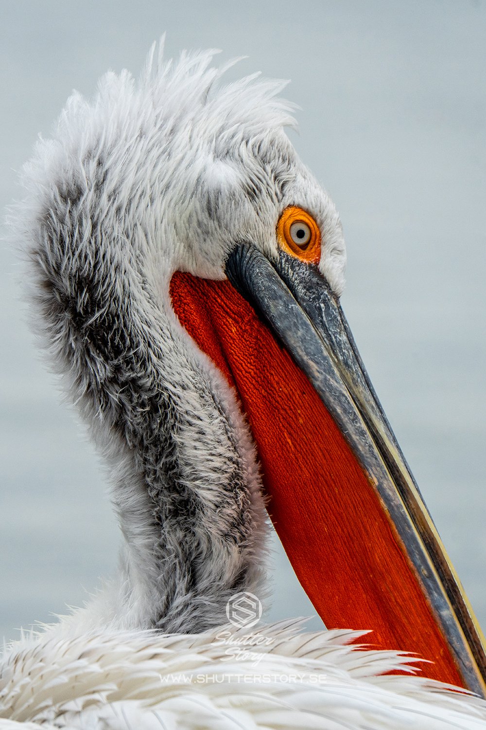 Dalmatian pelicans at Lake Kerkini, Greece