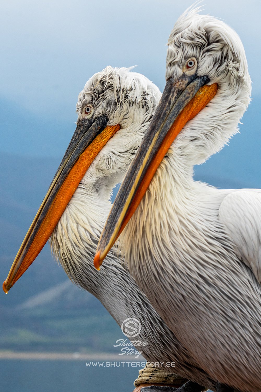 Dalmatian pelicans at Lake Kerkini, Greece