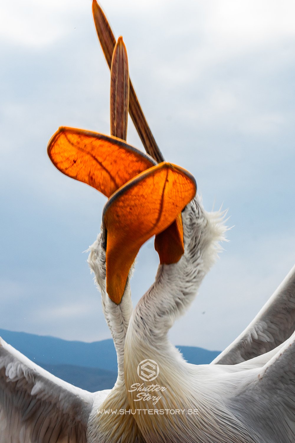 Dalmatian pelicans at Lake Kerkini, Greece