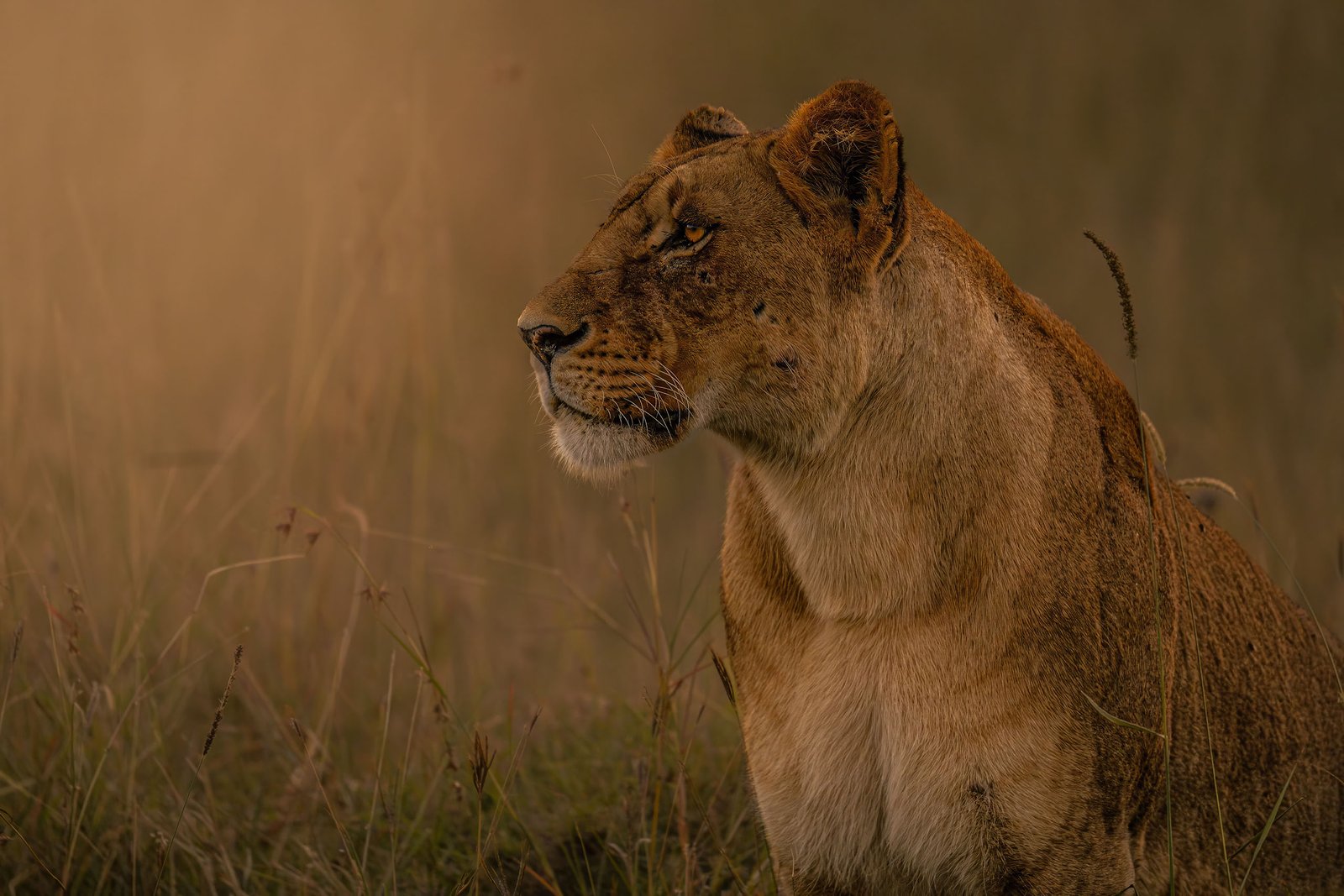 Lioness in the Masai Mara, Kenya
